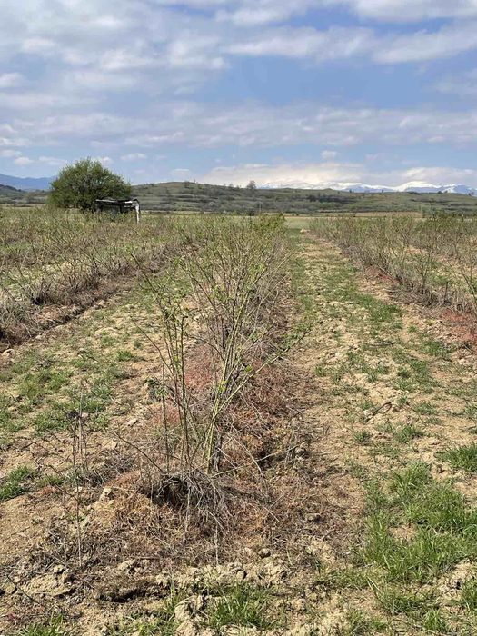 Услуги с трактор