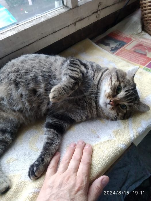 Отдам в добрые руки кота