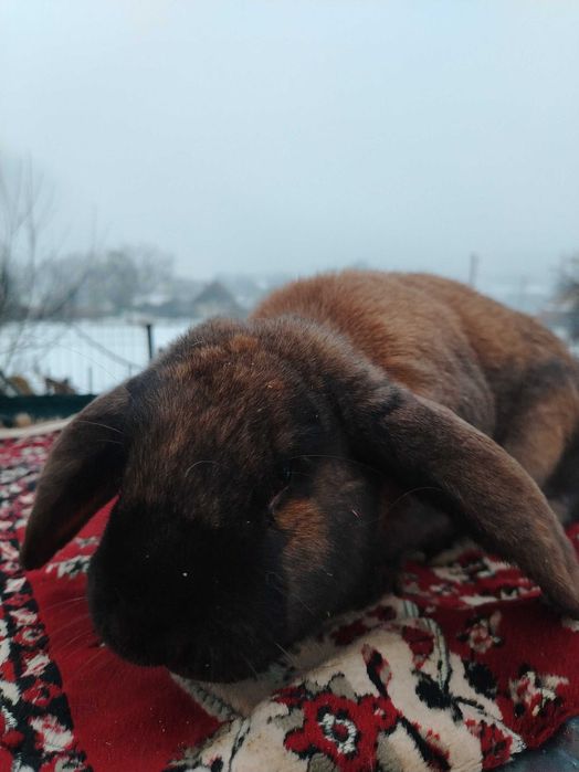 Iepuri berbec german