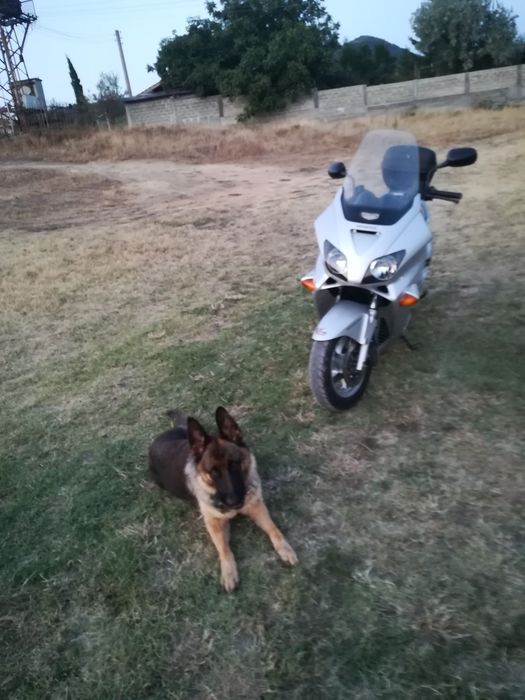 Скутер Хонда Джаз 250