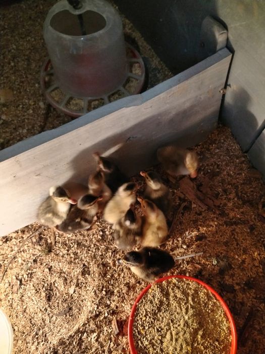 Vând puiuți de rata