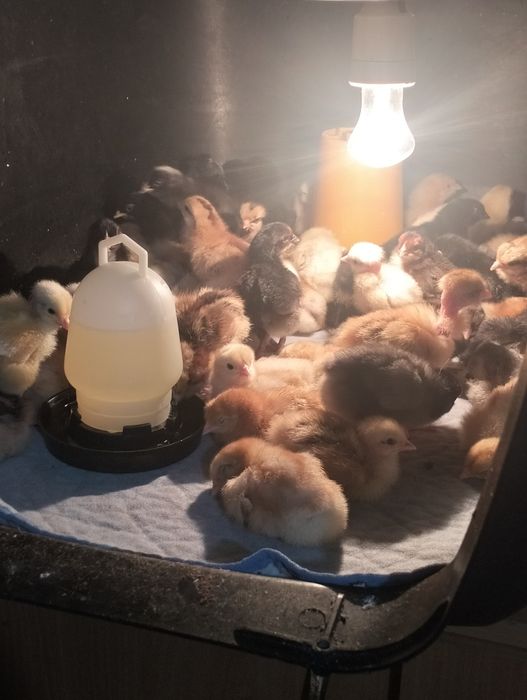 Продаются цыплята