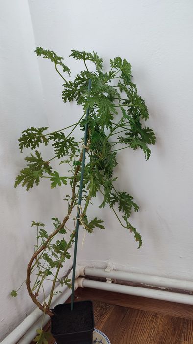 Papirus umbrela, pui de palmieri și alte plante