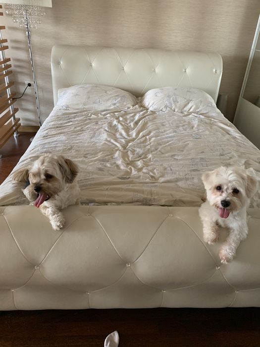 Cazare animale de companie