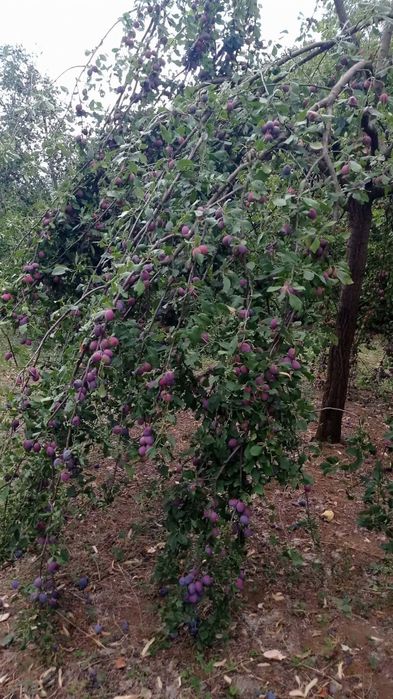 Vănd Prune pentru țuica