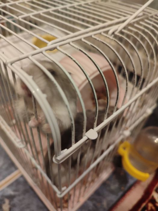 Продам хомяка с клеткой