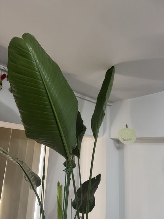 Planta de 2.5 metrii Strelitzia Nicolai Bird of Paradise