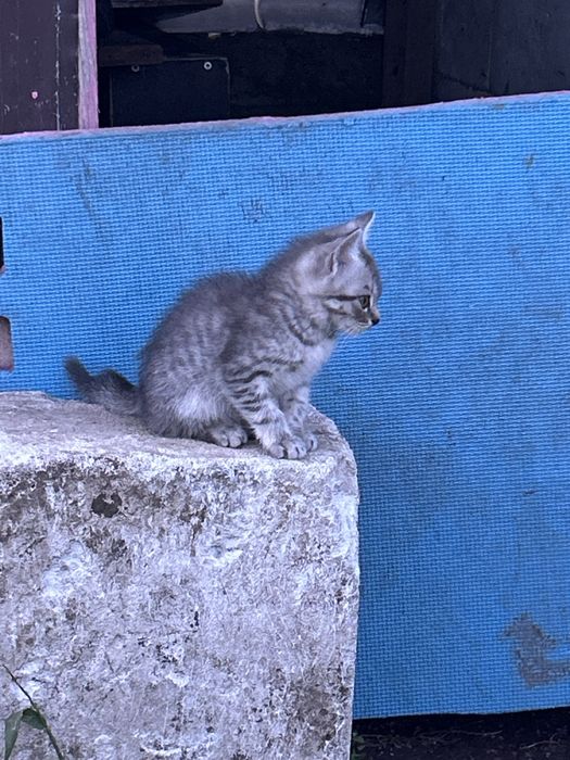 Отдам даром котят