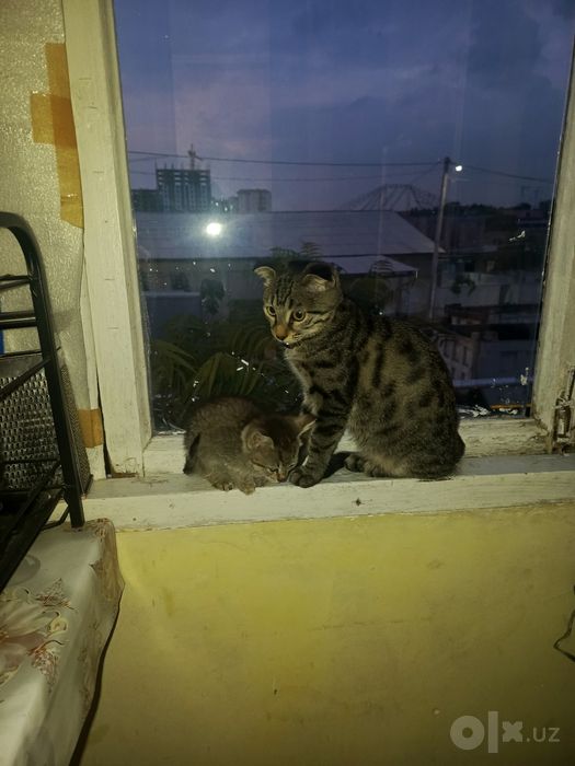 Отдам котенка в хорошие руки
