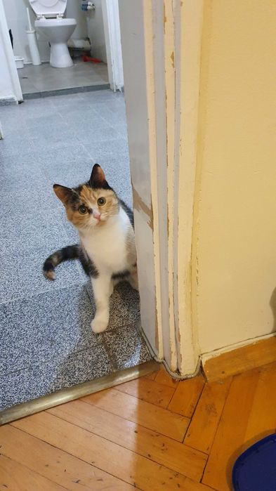 Приемен / постоянен Дом за трицветна принцеса