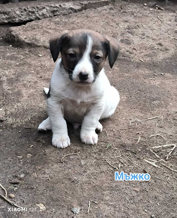 Подарявам малки кученца