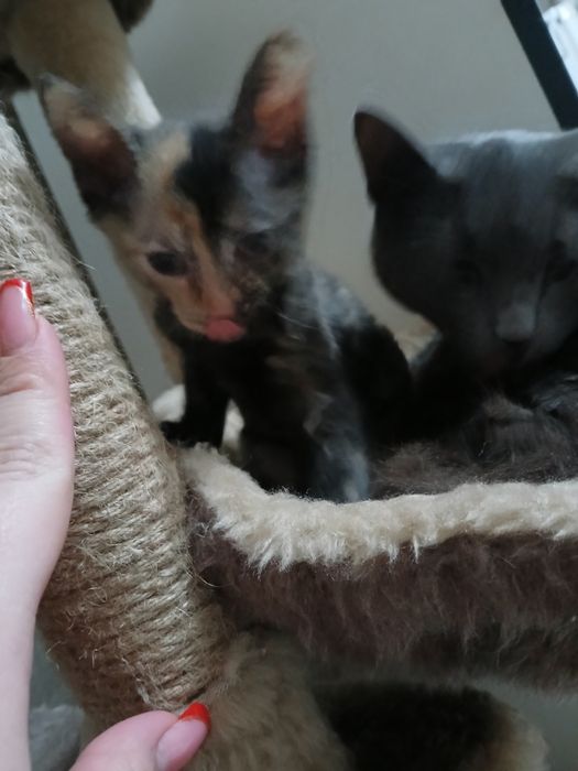 От дам котейку девочку