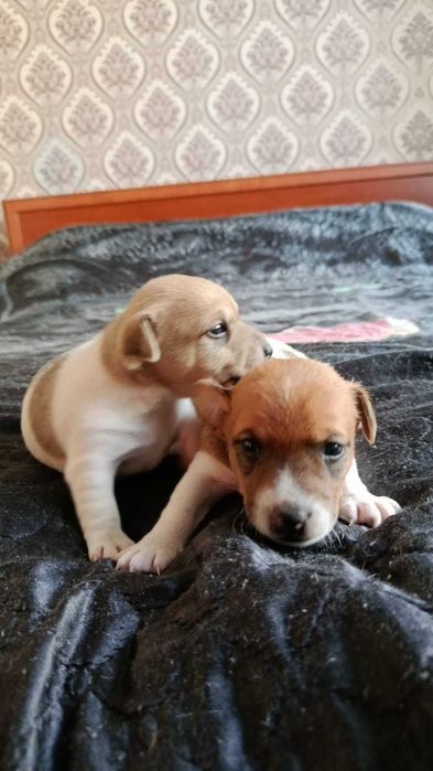 продам щенков джек рассел