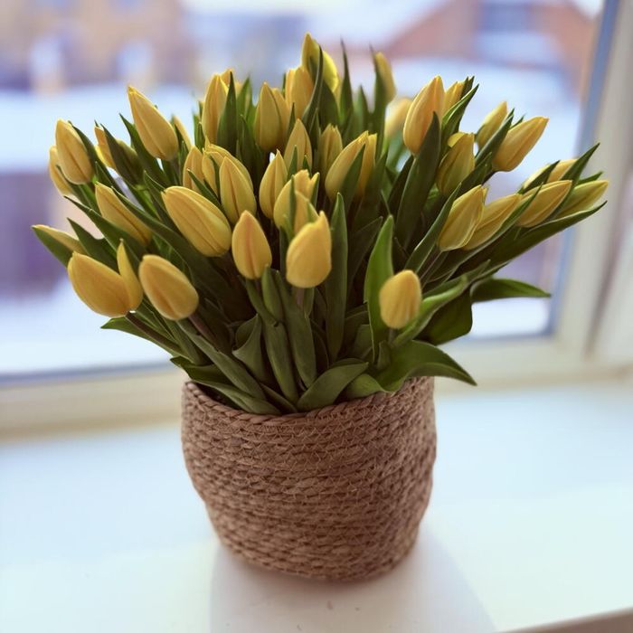 Тюльпаны крупные