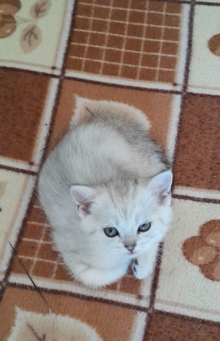 Британские котята