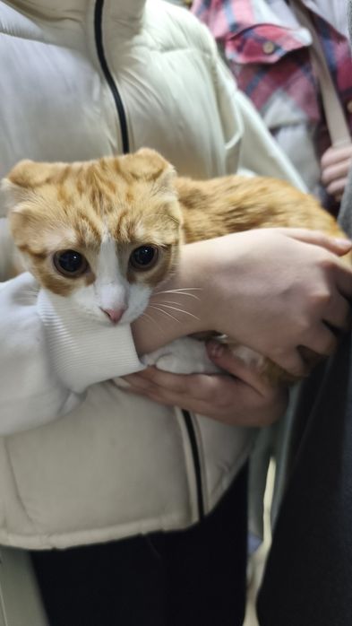 Отдам котят в добрые руки