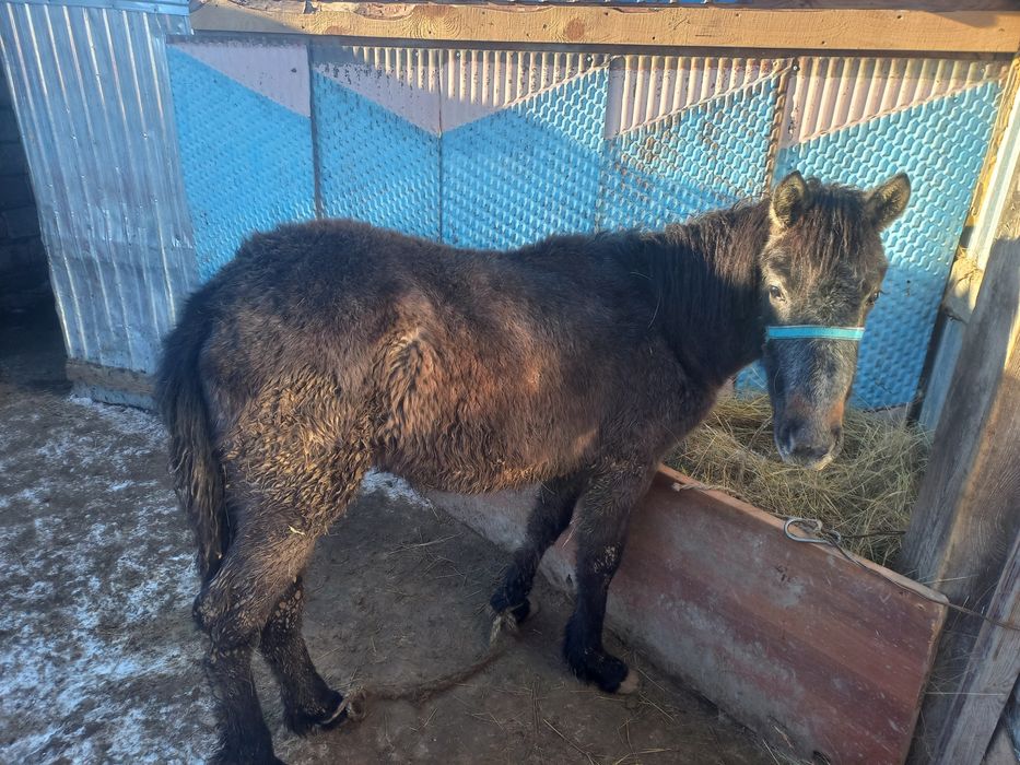 Жабағы сатылады бағасы 220000