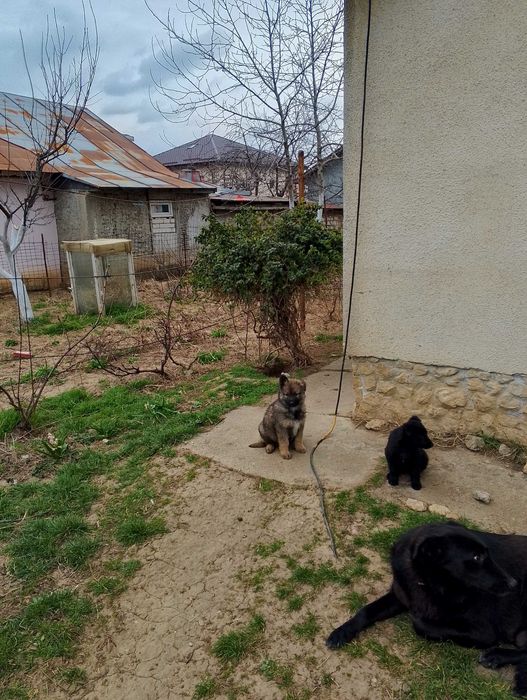 Ofer gratuit căței