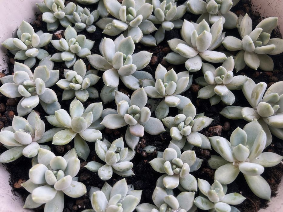 Продам суккуленты эхеверии