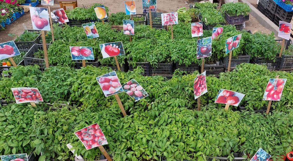 Продам рассаду с. Павлодарское