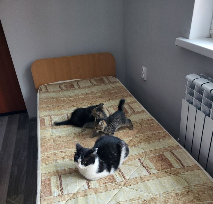 Котята в добрые руки