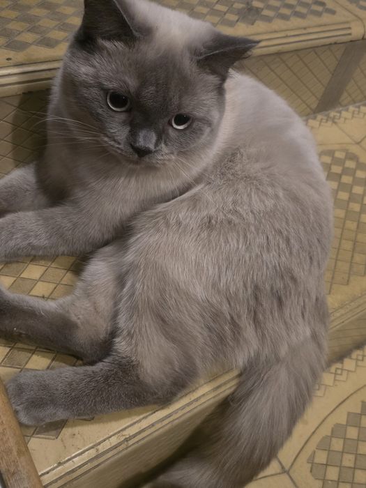 Zoddor mushuk sotiladi