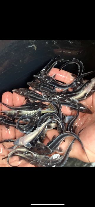 Pește viu, sturion, puiet bester nisetru siberian