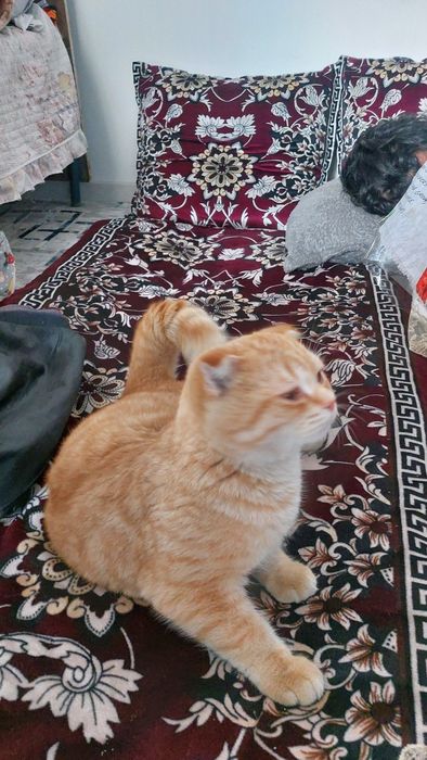 Britanskaya zolotistaya shinshilla fold