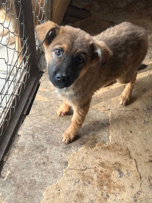 Злые  сторожевые щенки