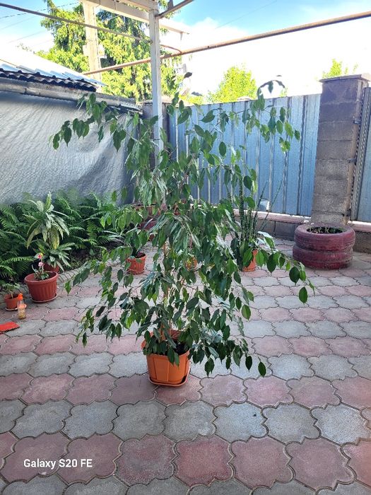 Домашний цветок "Фикус"