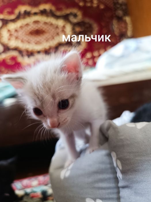 Отдам котят в добрые руки