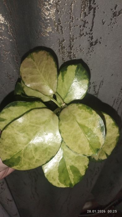 Продается Шикарный Хойя Австрализ Лиза