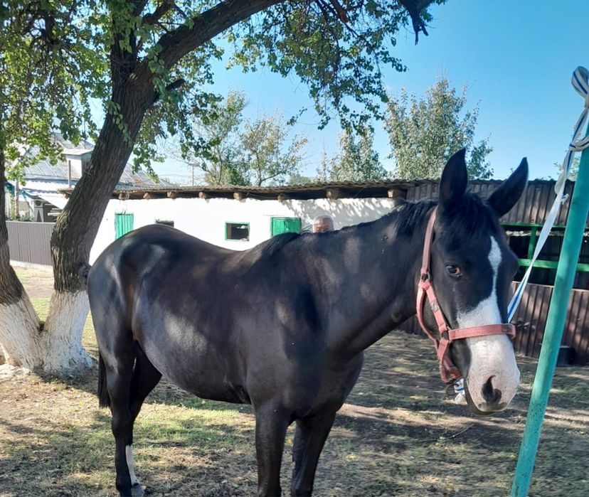 Лошадь кобыла.  .