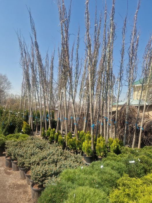 Дуб ясень липа береза каштан