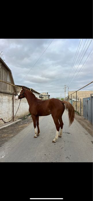Продется лошадь