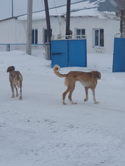 Қазақтың тазысын сатам