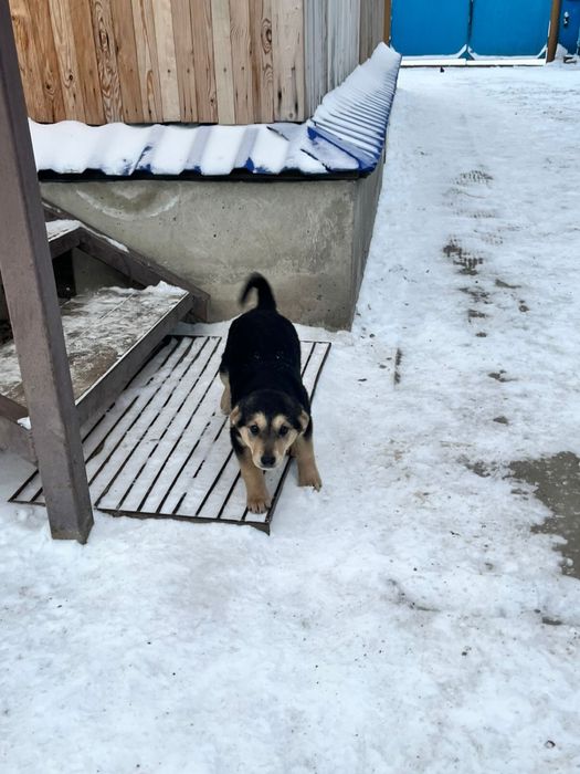 Отдам в добрые руки