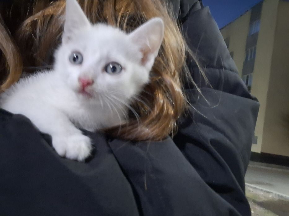 котенок мальчик белый маленький