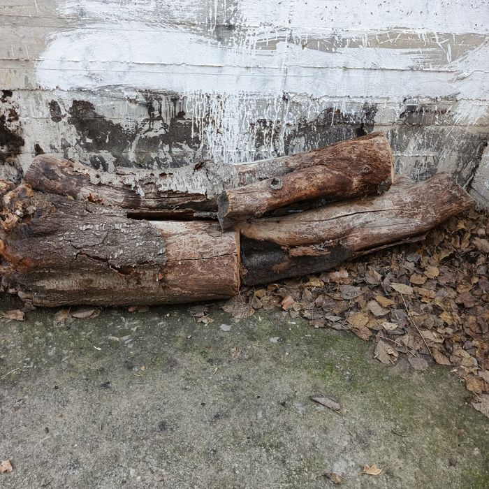 Черешня на дрова