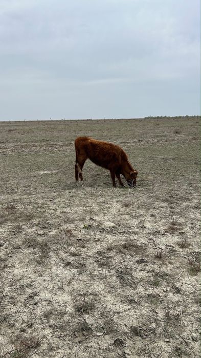 Коровы дойные с телятами