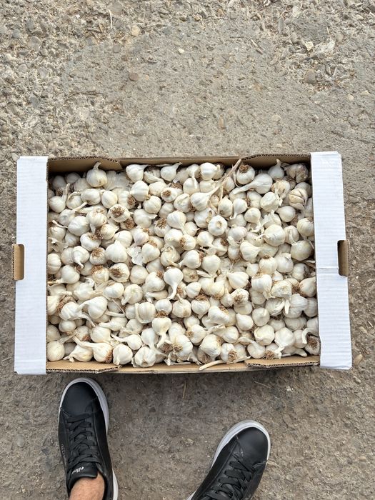 Vand ustoroi mai multe soiuri