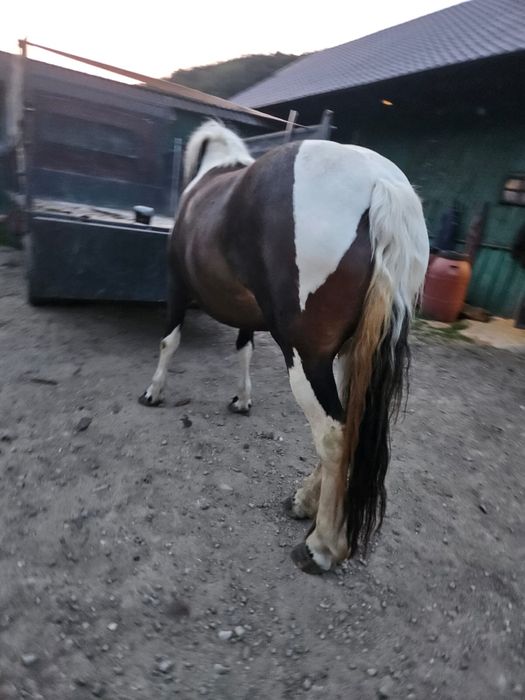 Vand Iapa pestrita gestanta iapa are 4 ani