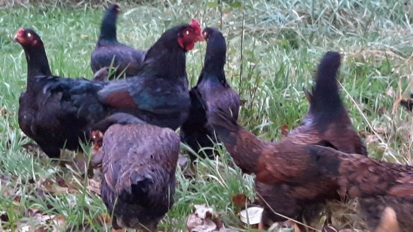 Vând ouă de la găini de rasă.