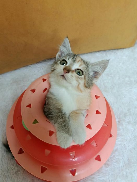 Котёнок девочка в добрые ручки