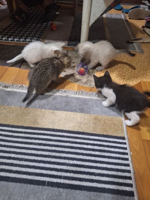 Отдам в хорошие руки котят