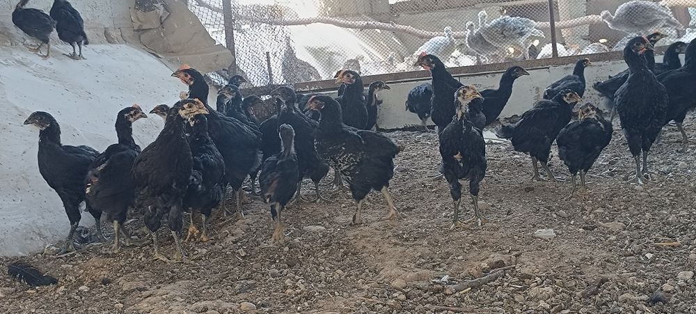 "Qora shaxzoda" joʻjalari,arzon narxda 2-3 oylik