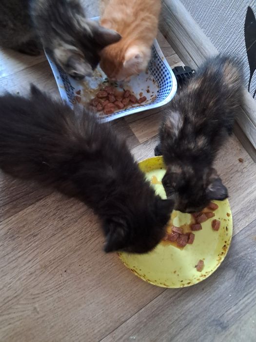 Ofer pisoiași spre adoptie