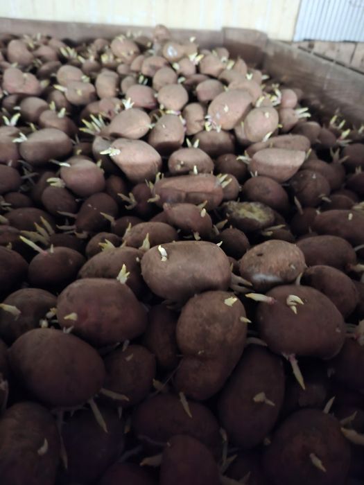 Vand cartofii germinatia ll-a