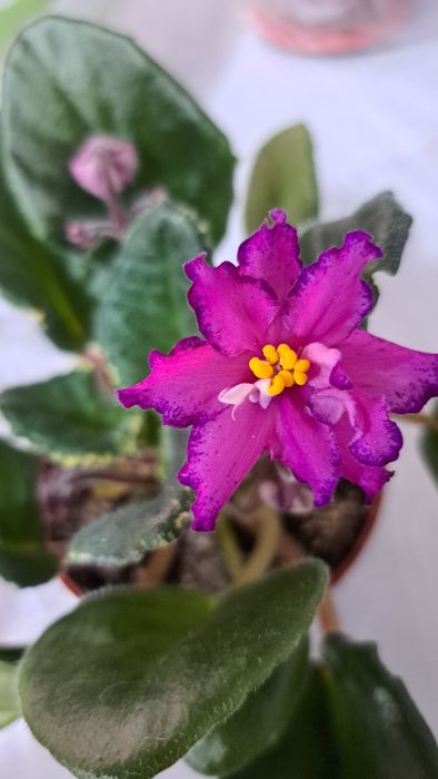 Продам комнатные Фиалки