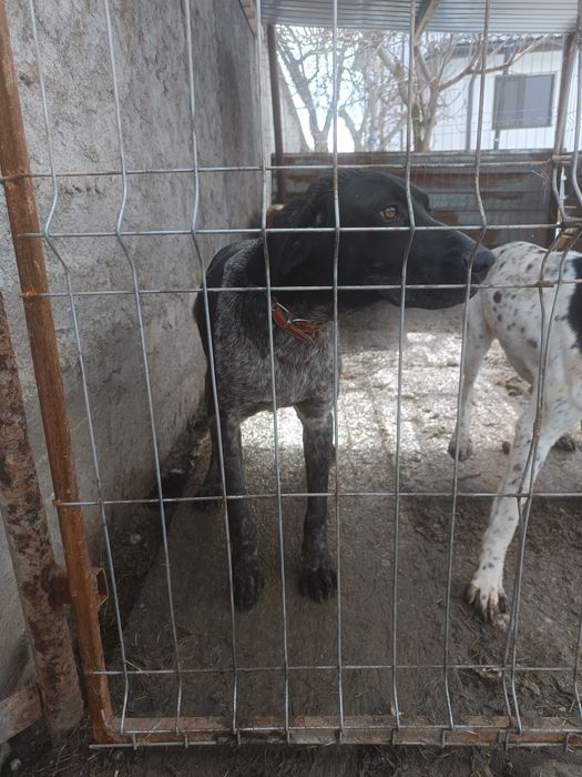 De vânzare Cățelusa brag german